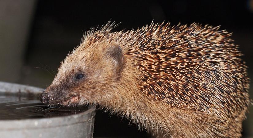 Óvatosan bolygassuk a lombhalmokat, rőzserakásokat – vigyázzunk a sünökre!