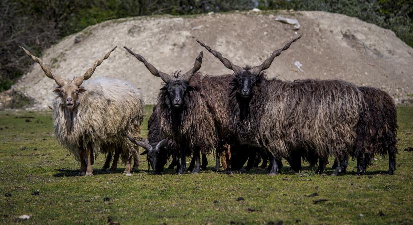 Racka juhok árverezése a Hortobágyi Nemzeti Parkban