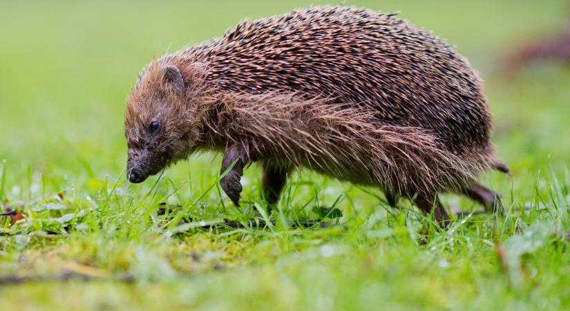 A sünök 30 százaléka eltűnt az elmúlt évtizedben