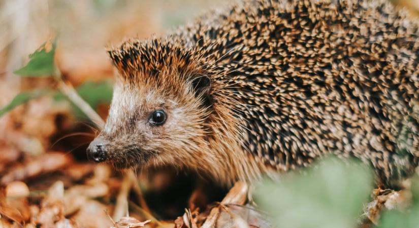 Vigyázzunk rájuk! Ezt kell tudni a téli álomra készülő sünökről