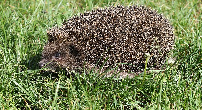 A Madártani Egyesület vette szárnyai alá a sünök téli álmának ügyét