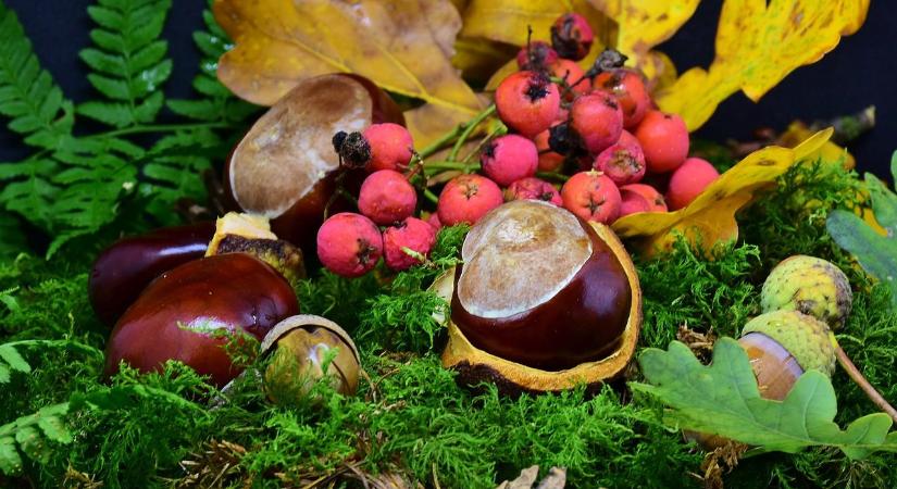 Őszi termések a lakás díszeire – díszítsünk a természet ajándékaival!