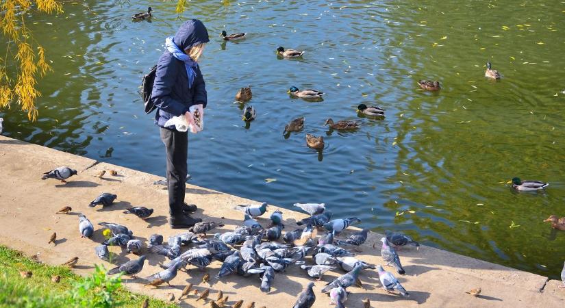 A vízimadarak etetésével többet ártunk, mint használunk – figyelmeztetnek a szakemberek