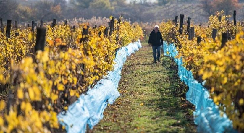 Balatonfüred: ellopták a borász szőlőjét