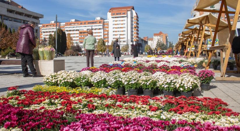 Nagy a krizantémkínálat a csíkszeredai Promenádon és Szabadság téren