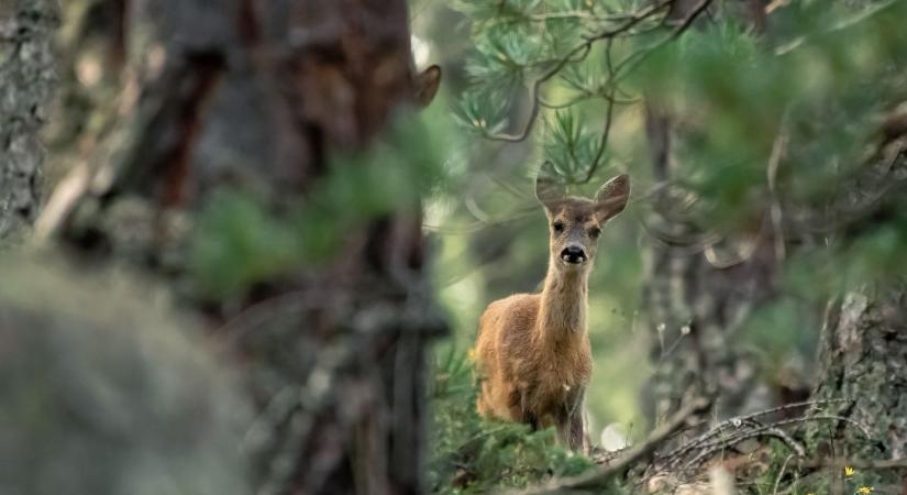 Rejtély, miért csökkent Békésben harmadával az őzek száma