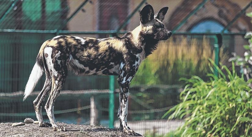 Győrben fogadtak örökbe a komáromi diákok