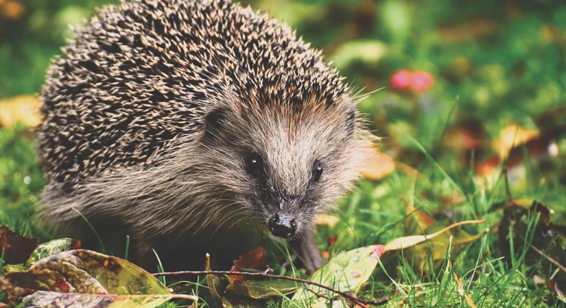 Óvatosan bolygassuk a lombhalmokat, rőzserakásokat – vigyázzunk a sünökre!
