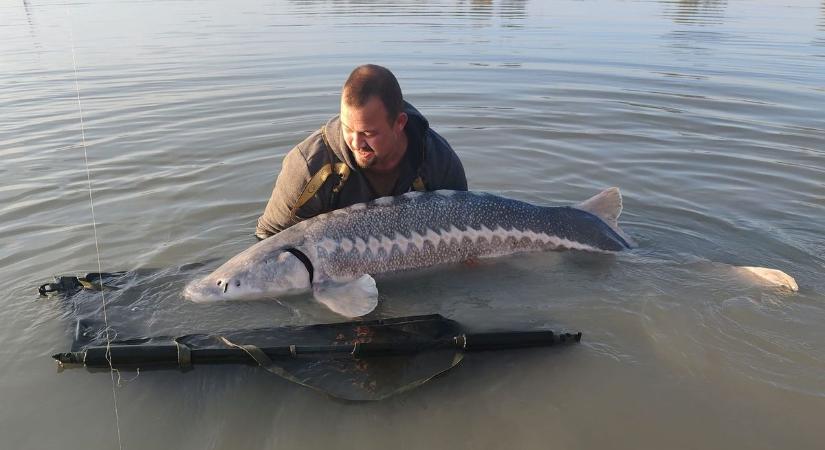 Gigantikus fogás: 65 kilós tokhalat fogott a baranyai horgász (videó)