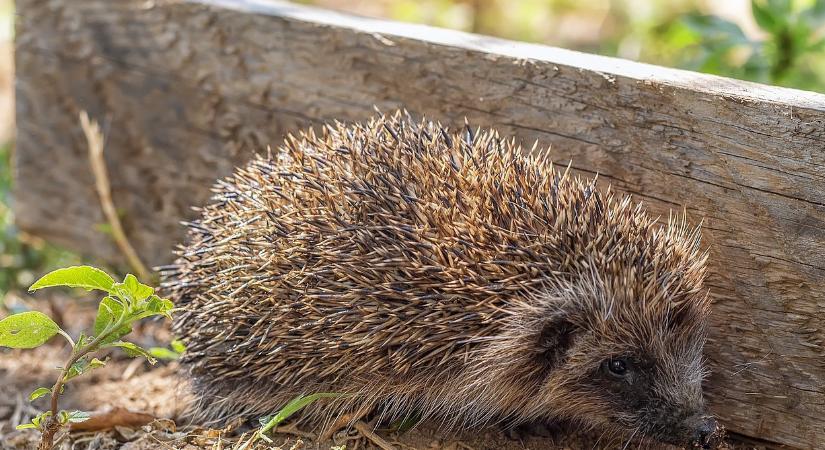 A sünök miatt adtak ki figyelmeztetést: itt bujkálhatnak a szúrós kis állatok