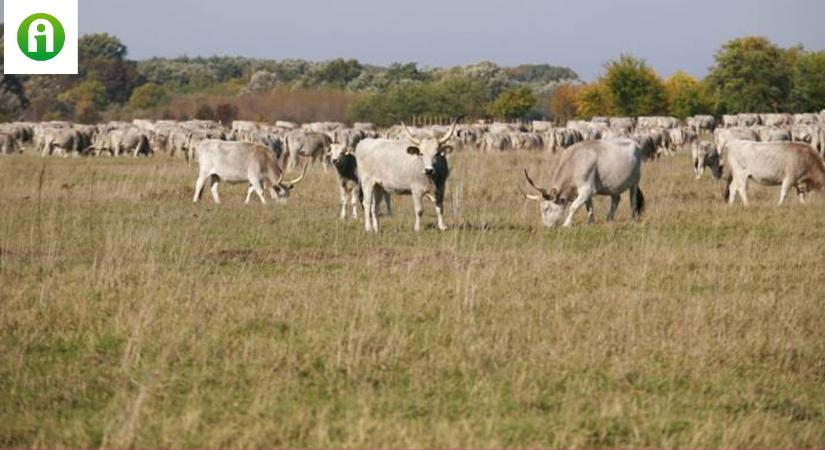 Mit tanulhatunk a modern világban a puszta hagyományaiból, a pásztorok bölcsességéből?