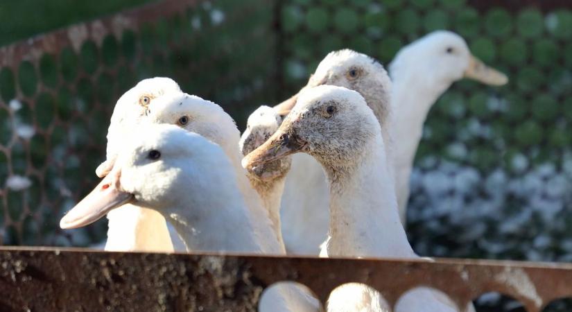 Madárinfluenza miatt korlátozások léptek életbe Hajdú-Biharban