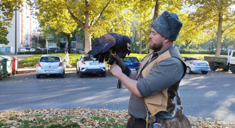 Héjával fenyegeti a Biokom a kertvárosi varjakat