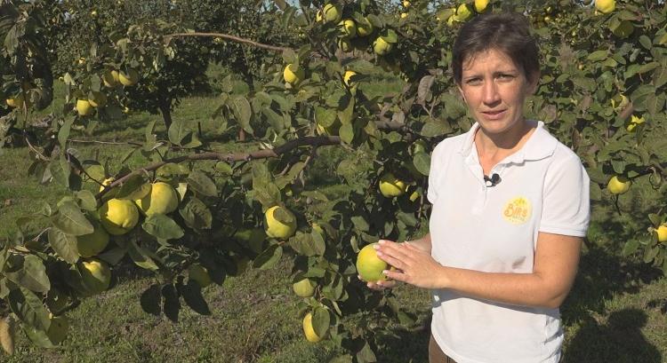 Így termelik a Birsbirtokon a legzamatosabb pálinkának valót