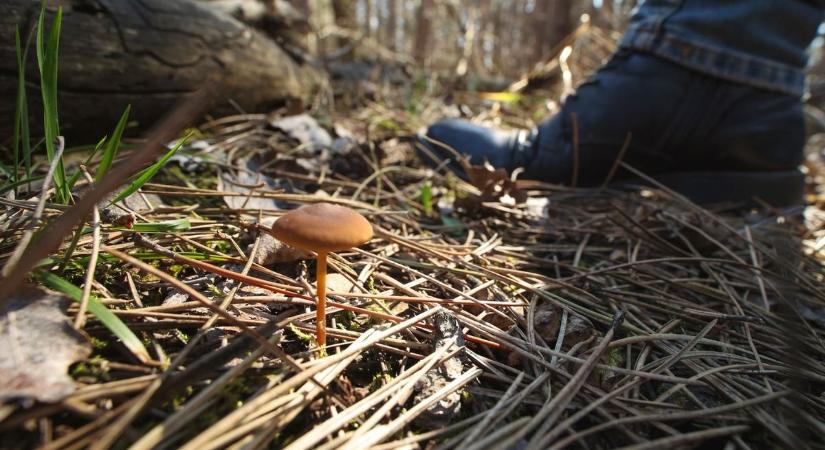 A mérgezést kockáztatják a hazardírozó gombaszedők