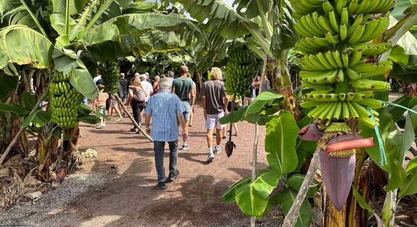 A kanári-szigeteki banán nyomában