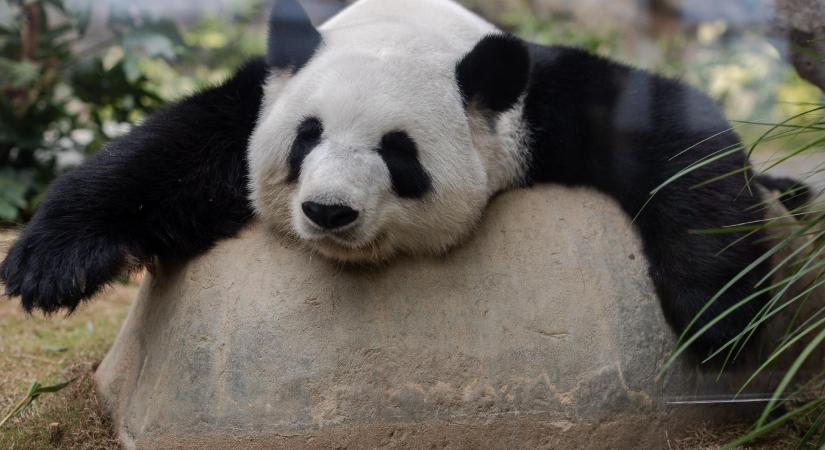 Elpusztult a legidősebb, fogságban tartott panda