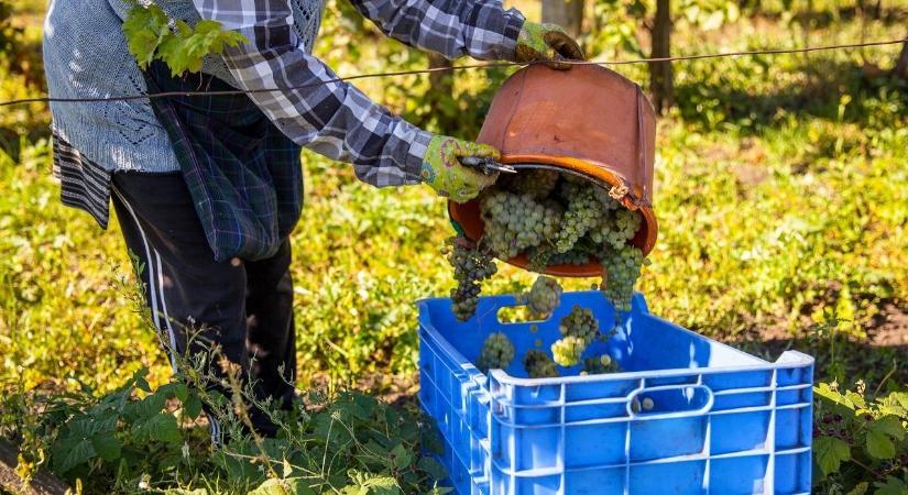 Szüret előtt lelopták a balatonfüredi borász szőlőjét, egy szemet sem hagytak a fürtökön a tolvajok