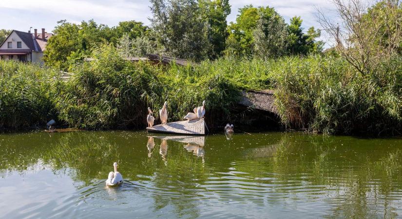 Kiszárad a Tisza, ha így folytatódik, óriási a baj a folyónál