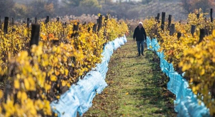 Hiába várta a szüretet, ellopták a balatonfüredi borász szőlőjét