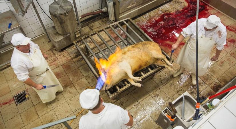 Újabb haszonállatból mutatták ki a madárinfluenzát, mely a szárnyasok mellett korábban embereket és teheneket is megfertőzött