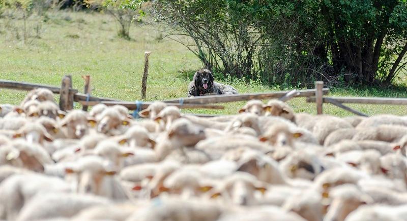 Őrizetbe került az ország leggazdagabb juhtenyésztője – a szálak Székelyföldre is elvezetnek