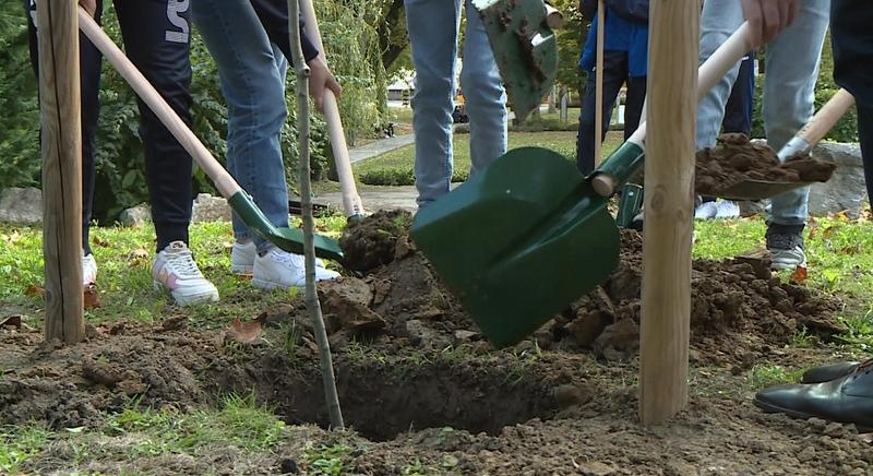 Ősszel újabb 6 ezer fát ültetnek el az országban