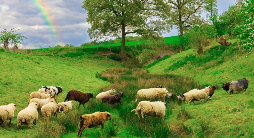 A meleg gazda, aki meleg juhokat ment meg a vágóhídról