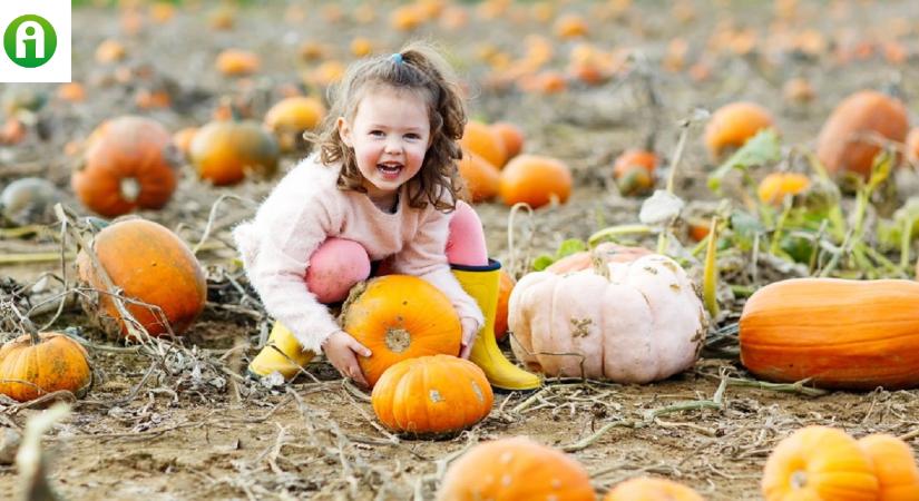 Ezért ne edd meg a halloween tököt!