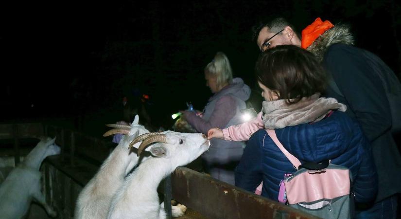 Szegedi Vadaspark: állati halloween – galériával