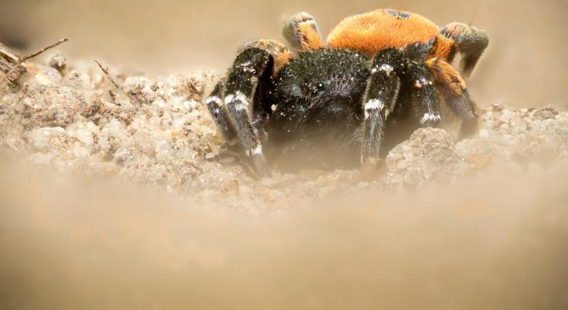 Skarlát bikapókok bukkantak fel Bugacon az őszi hidegben