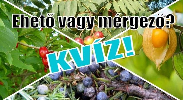 Kvíz: Ehető vagy mérgező bogyó?