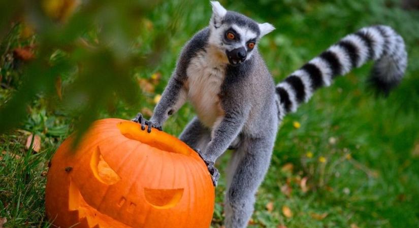 Halloween. Gyakorló sátánizmus, vagy csak egy újabb amerikai gagyi őrültség, amit gondolkodás nélkül lemásolunk?