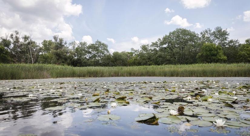 Kezdődik a Tisza-tó téliesítése