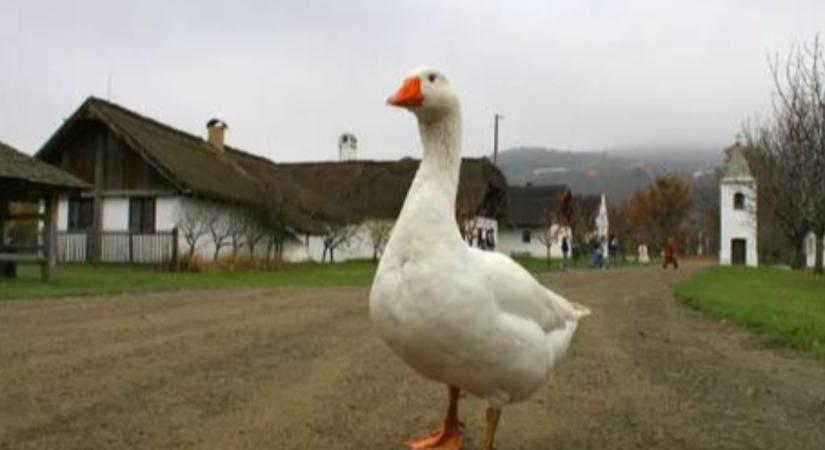 Libakultusz és koncertek a Skanzen Márton-napi rendezvényén