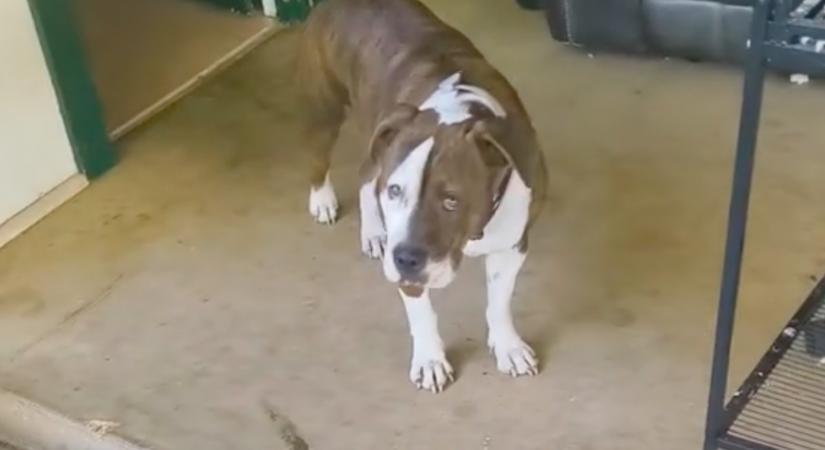 Meglátta a férfi, mit hozott haza a pitbullja és leesett az álla - Videó