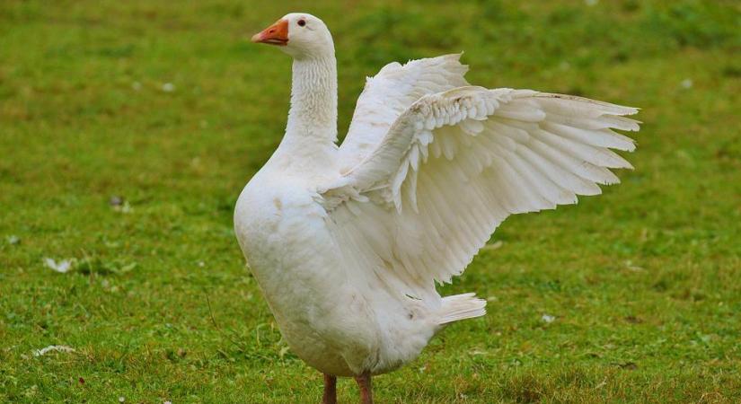 Libasokadalomra várják a debrecenieket