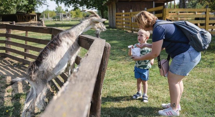 Segítséget kér a Hatvani Vadaspark