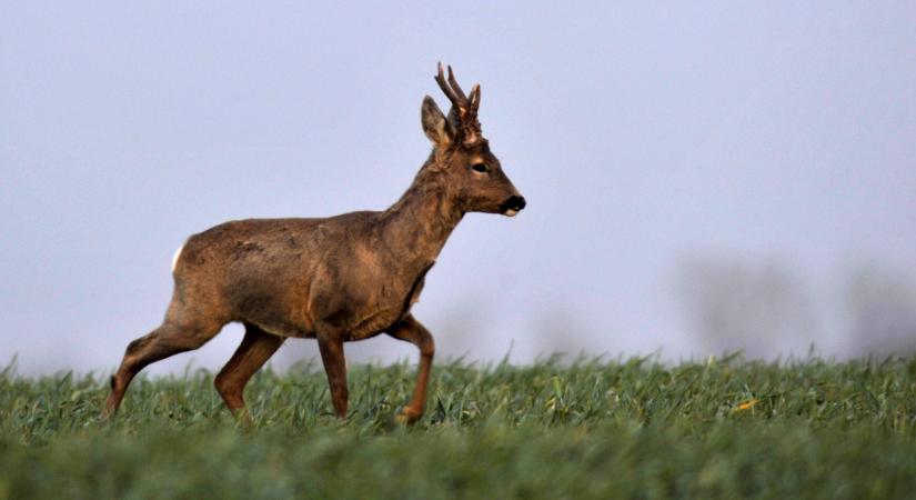 Vége az őzözönnek - Rejtélyes okokból zuhan a számuk több hazai vármegyében