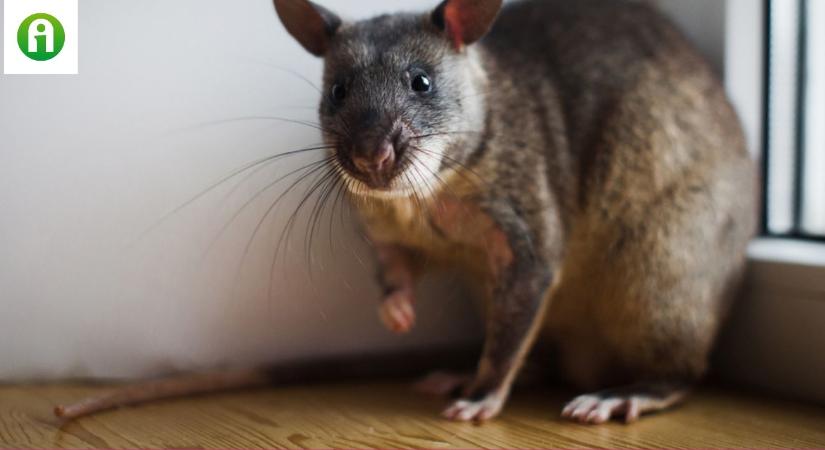 A világ legnagyobb patkányai fontos feladatot kaptak