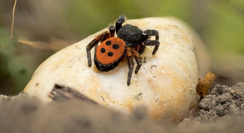 Apró, de feltűnő nyolclábúak jelentek meg Bugacon