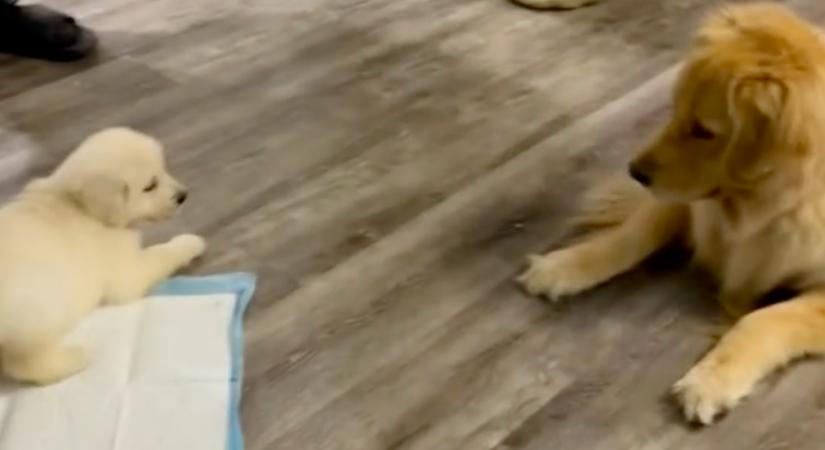 Kölyökkutyával találkozott a golden retriever: ami ezután történt, megolvasztja a szíveket - Videó