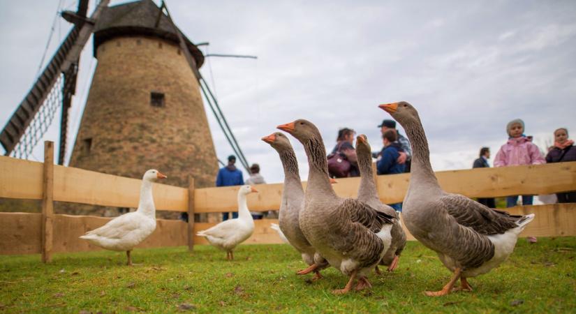 Libaételekkel, magyar borokkal és koncertekkel készül Szent Márton napjára a Skanzen