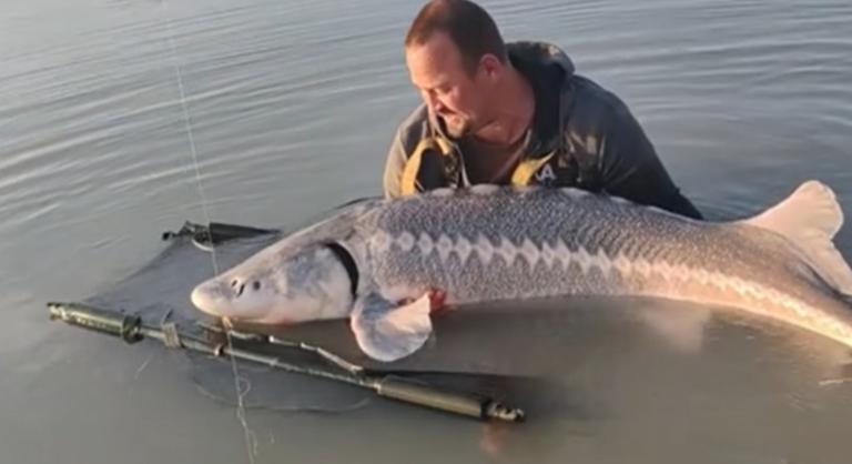 Hatvanöt kilós tokhalat fogott a baranyai horgász