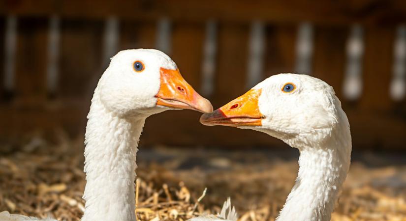 Márton-nap: libaételek, borok, koncertek a Skanzenben