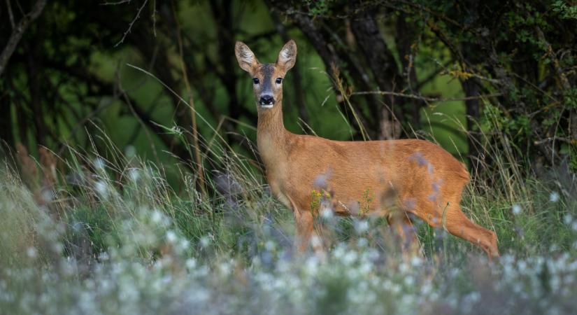 Rengeteg állat elpusztult Békés megyében: nem tudják mi történhetett