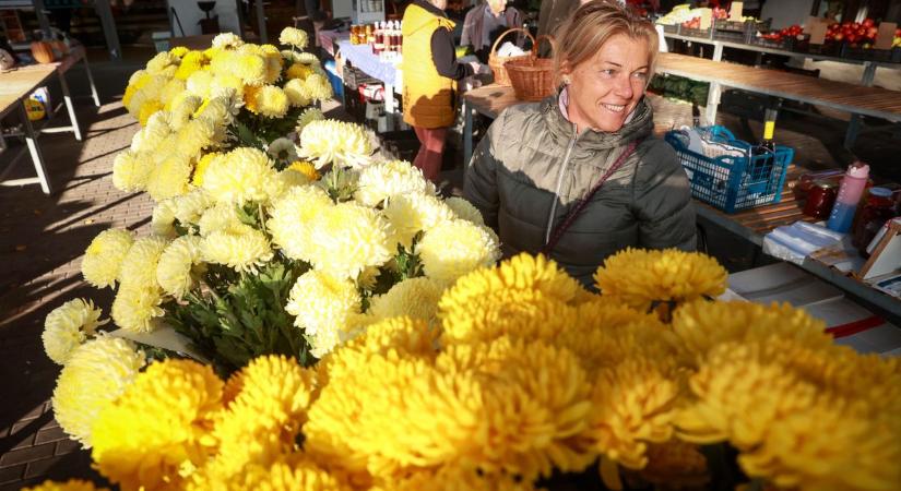 Színpompás krizantém fogadta a szekszárdi piacolókat