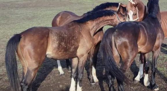 Kengurupark, káposztás bárány meg Csipike – ilyen is lehet a falusi turizmus