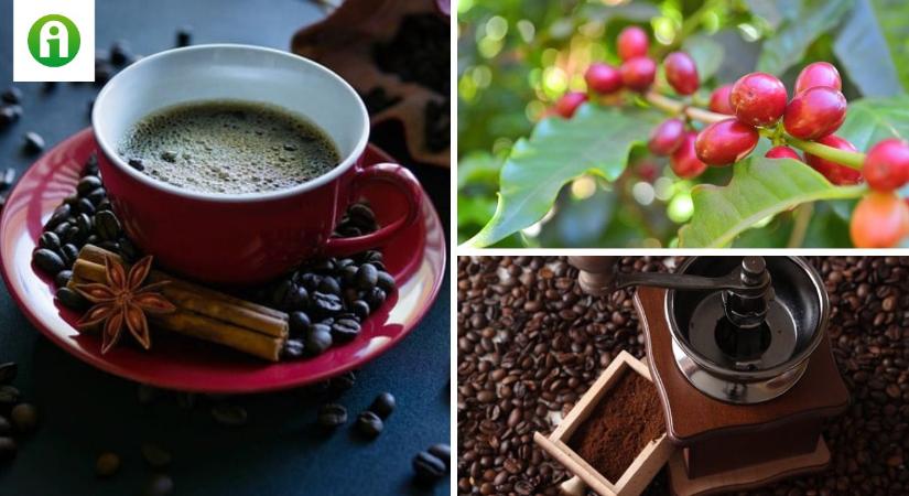 Veszélyben az Arabica kávé – nagy változások kellenek a megmentéséhez