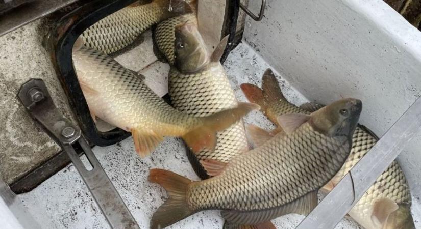 Újabb pontyok kerülnek a Balatonba